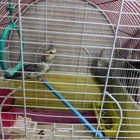 عروس  هلندی