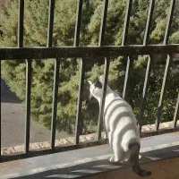 گمشده|حیوانات|شیراز, غدیر جنوبی|دیوار