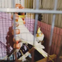 جفت عروس هلندی لوتینو|پرنده|بندرعباس, |دیوار