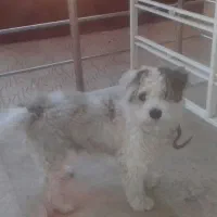 فروش یه سگ بانژاد شیتزا