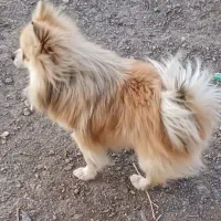 پامر نر برای کشش