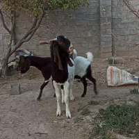 تکه پاکستانی نر بز اصیل لنگ سه قلو|حیوانات مزرعه|مشهد, باغ فراگرد|دیوار