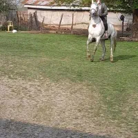 اسب|اسب و تجهیزات اسب‌سواری|شاندرمن, |دیوار