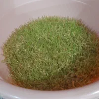 سمنو|خوردنی و آشامیدنی|مشهد, مشکینی (شهرک غرب)|دیوار