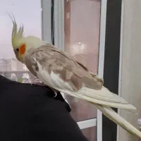 عروس هلندی گمشده