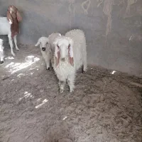 بره نر مری