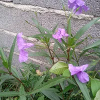 گل تزئینی|گل و گیاه طبیعی|رشت, کوی قدس|دیوار