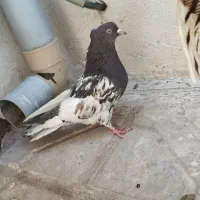 کفتر