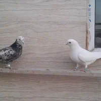 کفتر|پرنده|مشکین‌دشت, |دیوار