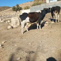 دوراس گوساله