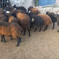بره پروار
