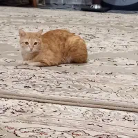 گربه نارنجی گمشده شهر جدید فاز ۱