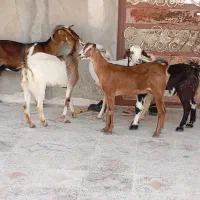 کهره نزار ونری شهری وگیسه