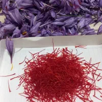 زعفران الشتر