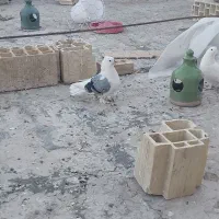 سفید پاک و پشتی