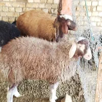 میش وبره نرو ماده|حیوانات مزرعه|پیر بکران, |دیوار