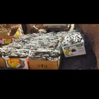 زغال پسته درجه یک قیمت عمده