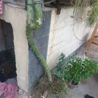 کاکاتوس