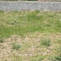 فروش زمین ۴۵۰متری در  عباس آباد محمد شهر|فروش زمین و ملک کلنگی|محمدشهر, عباس آباد|دیوار