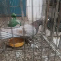 یک کفترپیس پرشی فروش یا معاوضه