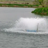 کارگر ساده.ماهی