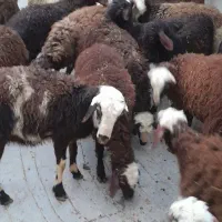 بره نرو ماده داشتی