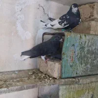 شهری|پرنده|شیراز, گویم|دیوار