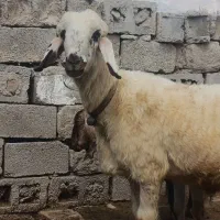 کاوه غوچ روزگاری