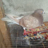 کبوتر