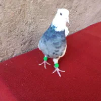 یک عدد نر طوقی