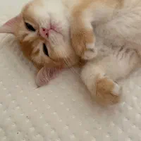 گربه بریتیش رنگ گلد ny12