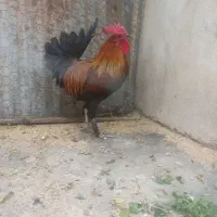 خروس محلی جوان دیلگونی پاپر