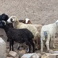 گوسفند بره.. نر