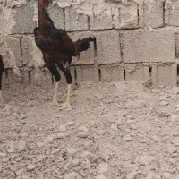 خروس لاری اوشامو جوان|حیوانات مزرعه|برازجان, |دیوار