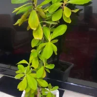 گل های خانگی