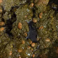 سبزی خورشتی ۱۰۰ ٪ رامهرمز|خوردنی و آشامیدنی|شاهین‌شهر, شهرک گلدیس|دیوار