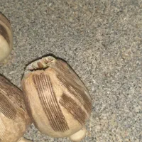 بذر قوی پاییزه