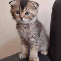 بچه گربه بلک گلد