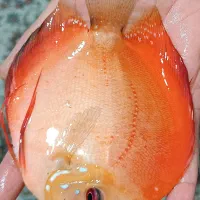 یک جفت دیسکس