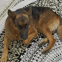 سگ ژرمن اصیل