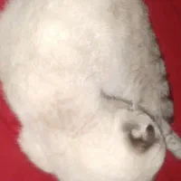 دو گربه اسکاتیش