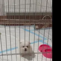 سگ پامر ماده سفید خرسی بازیگوش اپارتمانی