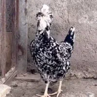 جوجه گلین|حیوانات مزرعه|سراوان, |دیوار