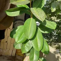 گل فیکوس(طبیعی)|گل و گیاه طبیعی|مشهد, حجت|دیوار
