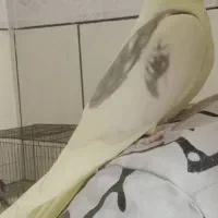 فروش ۲   عددعروس هلندی