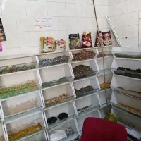 استند اجیلی وحبوبات