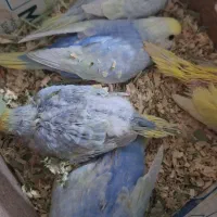 مرغ عشق رینبو|پرنده|اهواز, ۲۰۰۰واحدی|دیوار