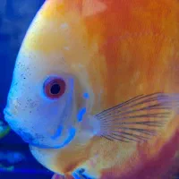 ماهی دیسکس قرمز نژاد دار اصل ۷اینچی