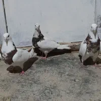 کبوتر کله دار پرشی طوقی