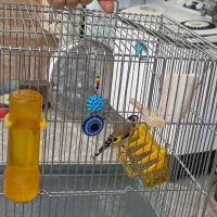 سهره خال حلب